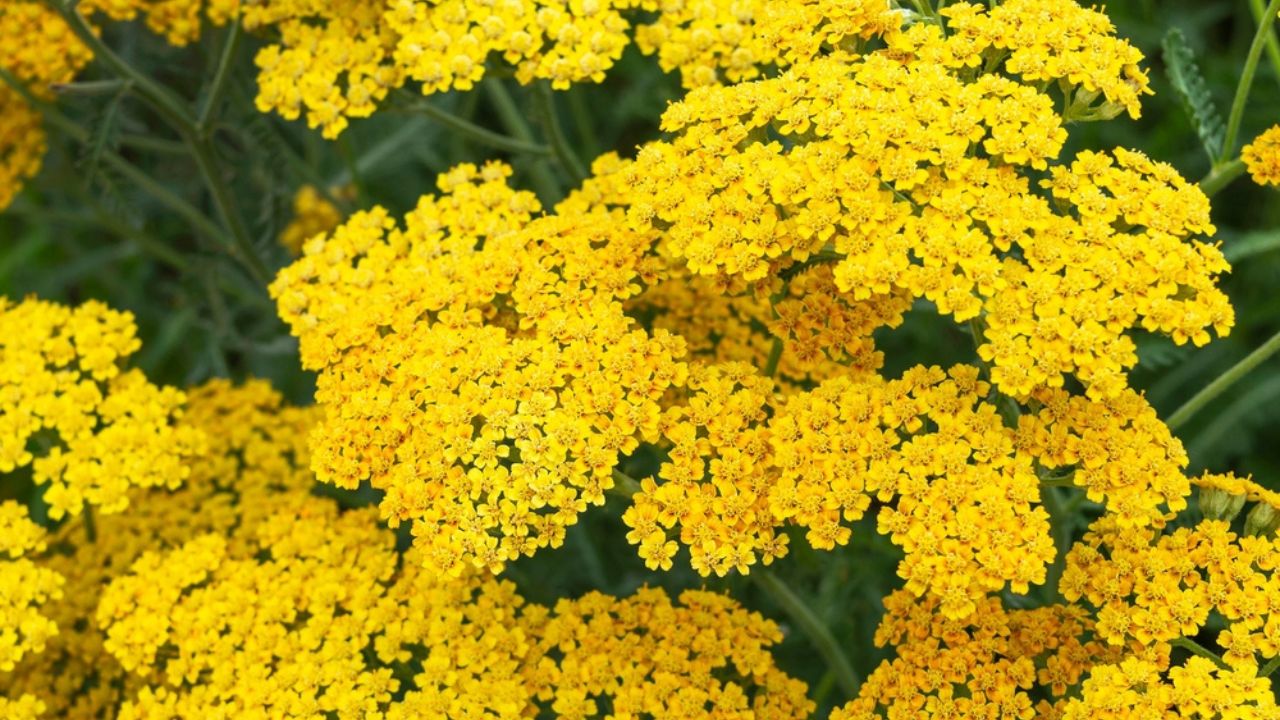 Lush yellow inflorescences of decorative perennial Achillea millefolium (Yarrow) Terracotta in the park. Garden center or plant nursery. Close-up.