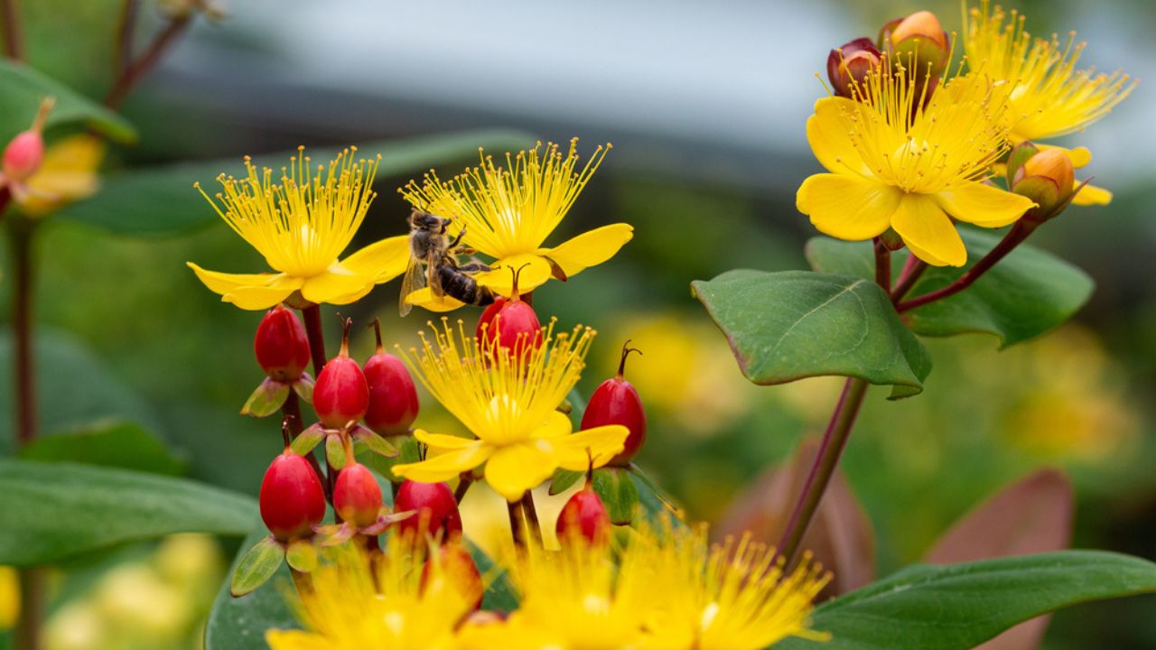 Macro of a honey bee (apis mellifera) on a shrubby St. John's Wort (hypericum androsaemum) with blurred bokeh background; pesticide free environmental protection save the bees concept;