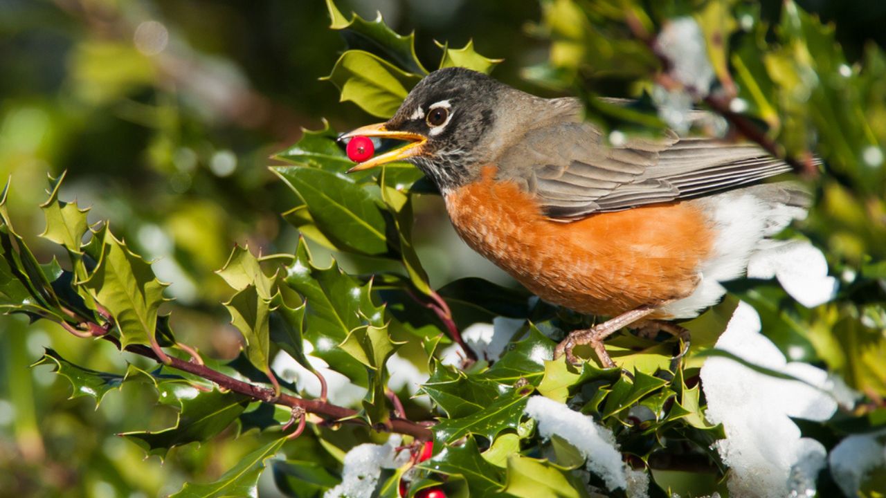 Male American Robin Turdus migratorius eating berry in winter holly in Union Bay, British Columbia Canada