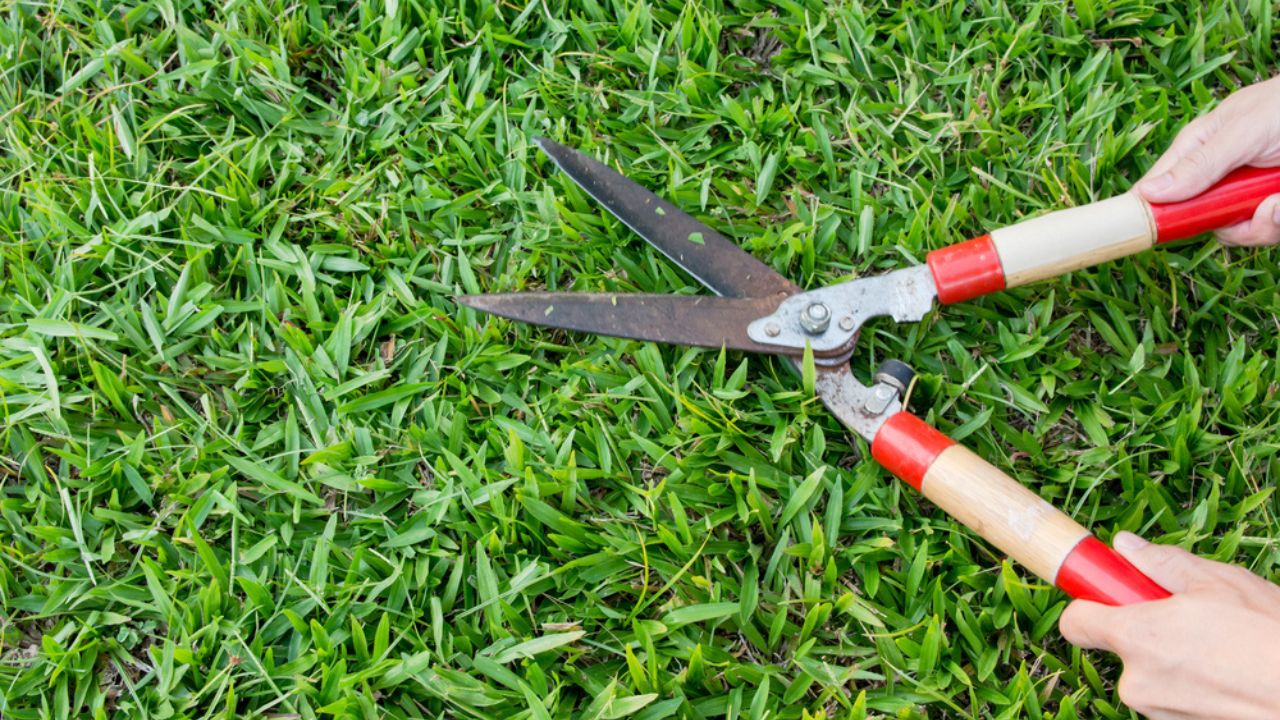 Man Hand holding scissors and cutting green grass in the garden