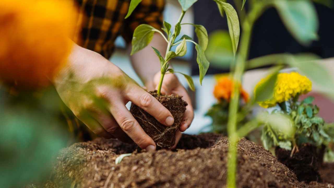 Man in garden planting green plants and flowers. Gardening concept