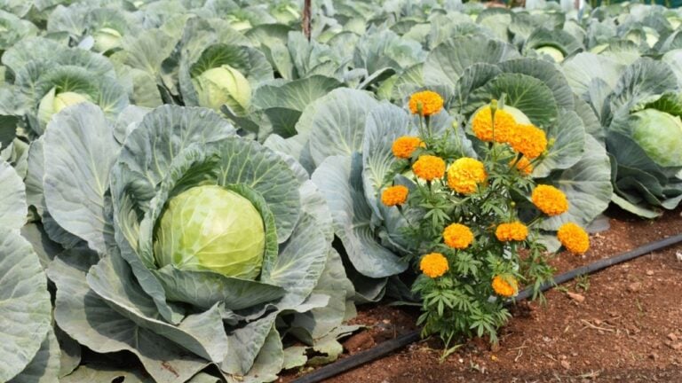 Marigold plant in cabbage field or farm. it is designed to attract and capture a variety of insects and pest. Organic farming technique.