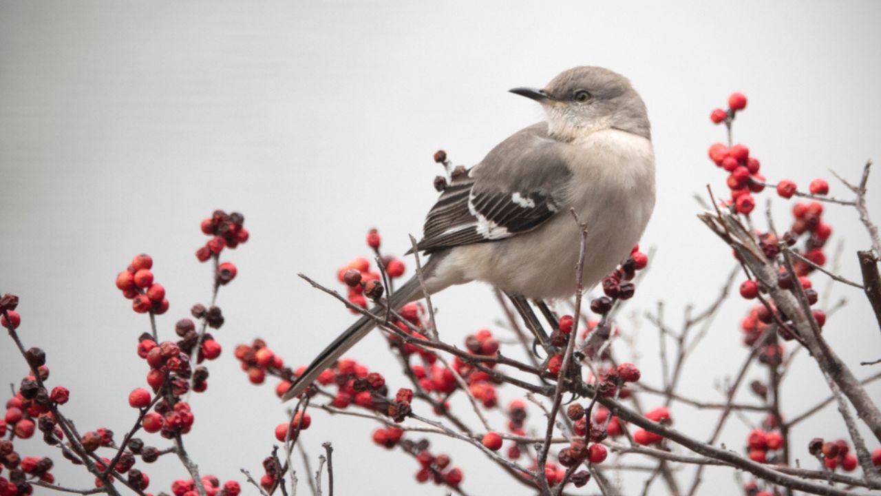Mockingbird on red Winter berry bush