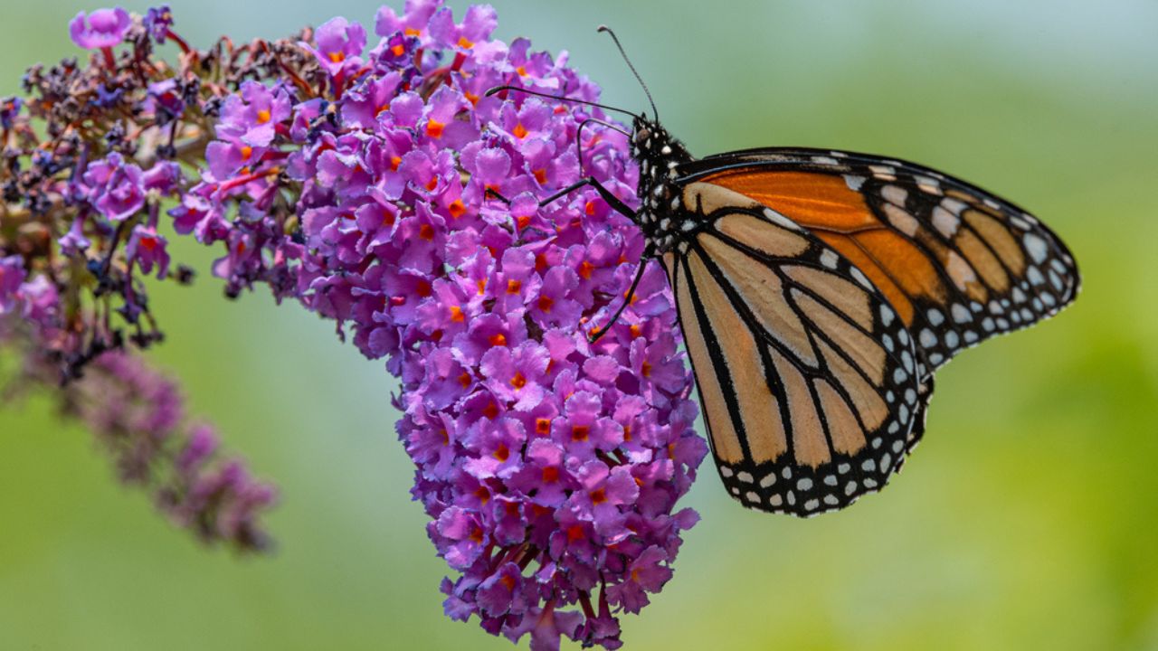 Monarch butterfly on purple flower of butterfly bush in garden