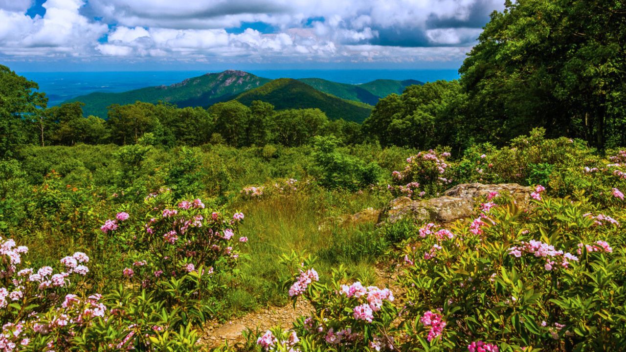 Mountain laurel in meadow and view of Old Rag from an overlook on Skyline Drive in Shenandoah National Park, VA.