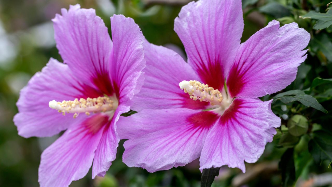 Mugunghwa(rose of sharon) near Seodaemun-gu, Korea. Mugunghwa is the national flower of South Korea.