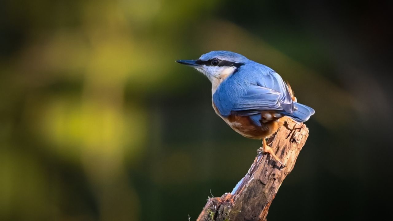 Nuthatch Sitta Europaea bird portrait shot perched on branch in winter sunlight with green Bokeh blured background.Orange breast, blue-grey wings and compact build. bird family Sittidae