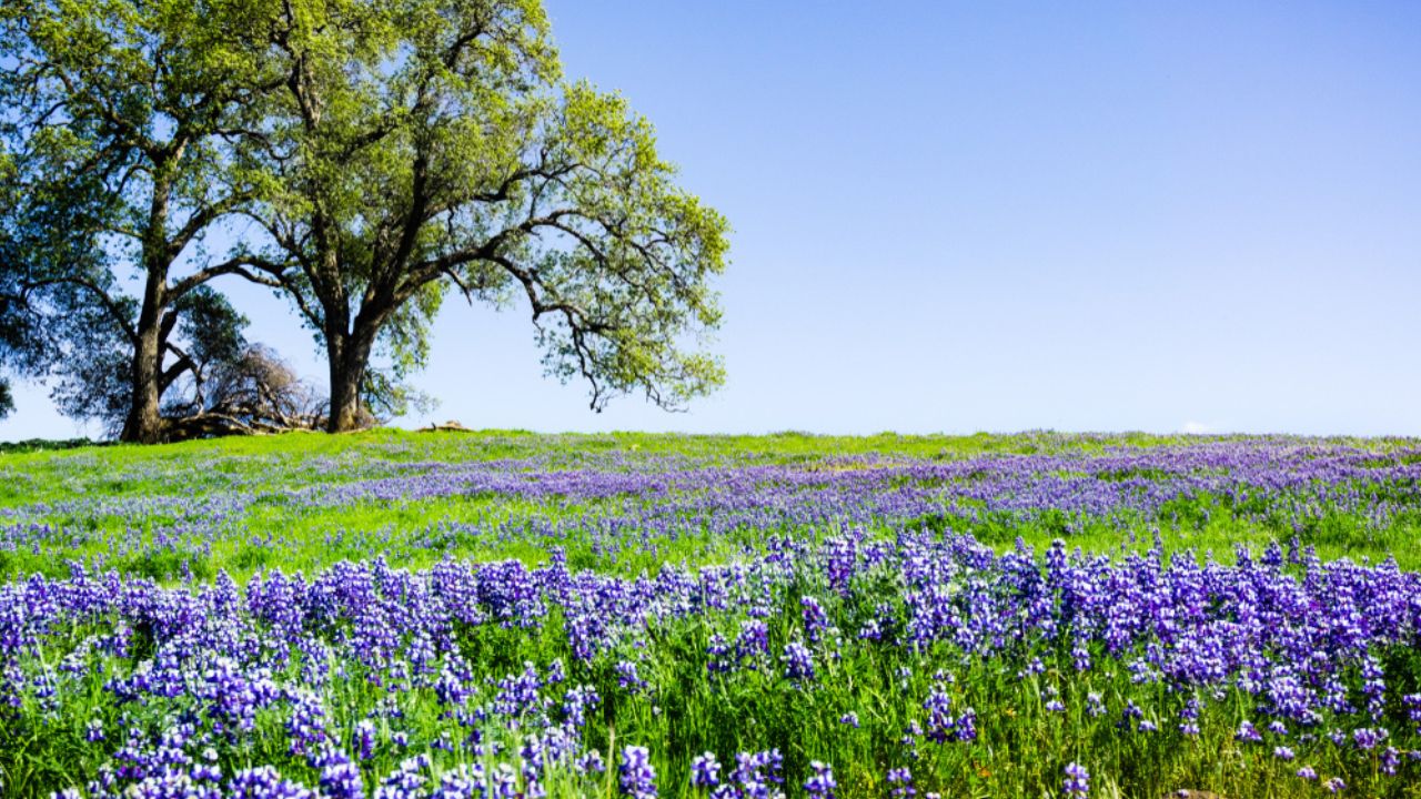 Oak trees growing on a meadow covered in blooming lupine wildflowers on a sunny spring day; North Table Mountain Ecological Reserve, Oroville, California