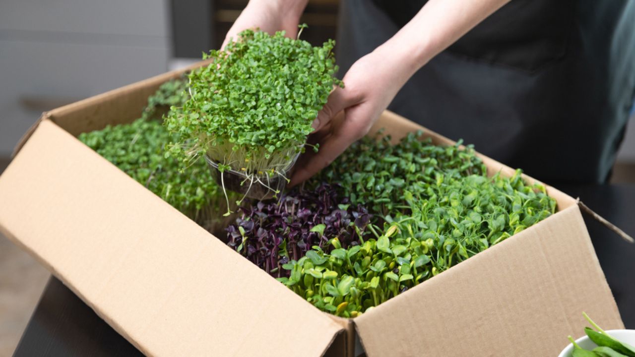 Organic raw microgreens. Women taking out a container with sprouts out of a cardbordbox banner. Healthy superfood eating concept.