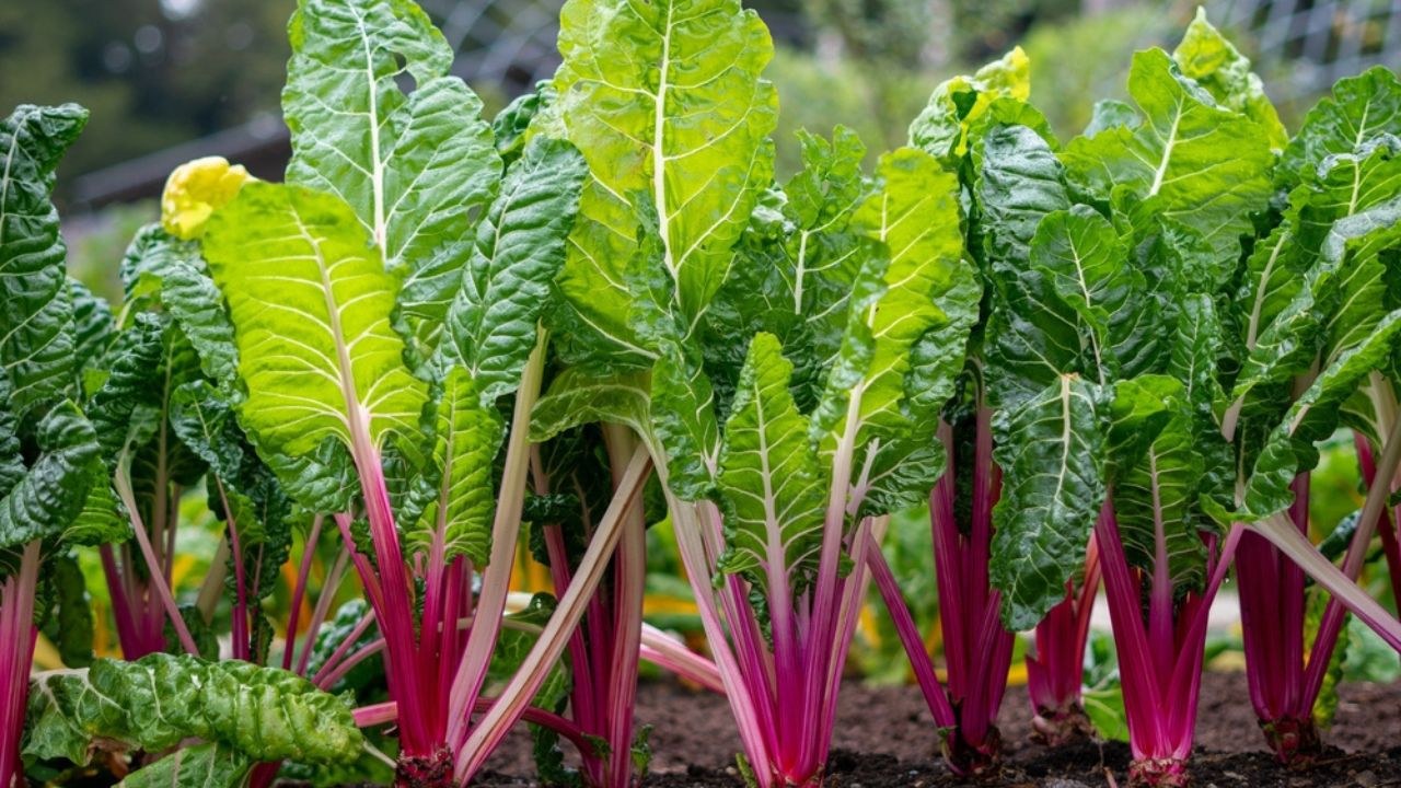 Peppermint swiss chard growing in the ground. Bright green leaves and purple stems. Organic vegetable garden.