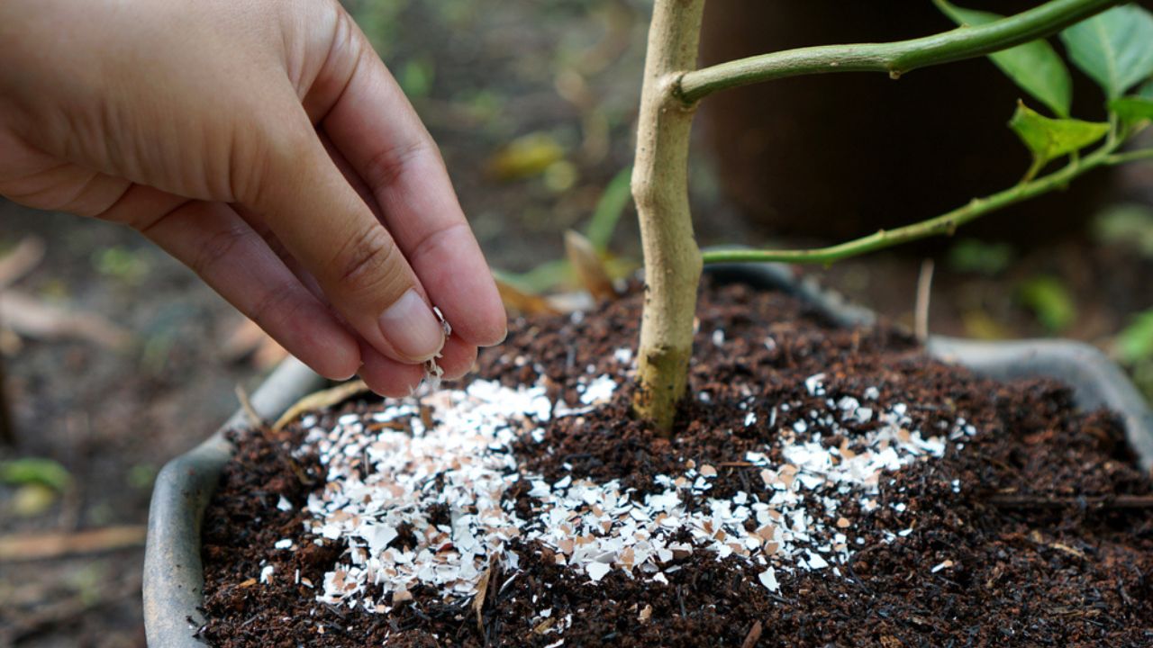 Pounded eggshells can be used as fertilizer