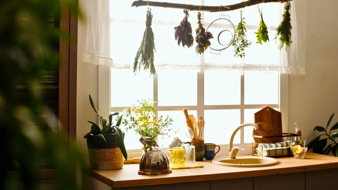 Row of bunches of dry herbs hanging on snag against window over kitchen counter with sink, teapot, green domestic plants and various kitchenware