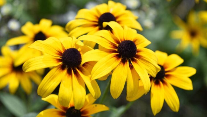11 Perennial Yellow Flowers to Add Sunshine to Your Garden