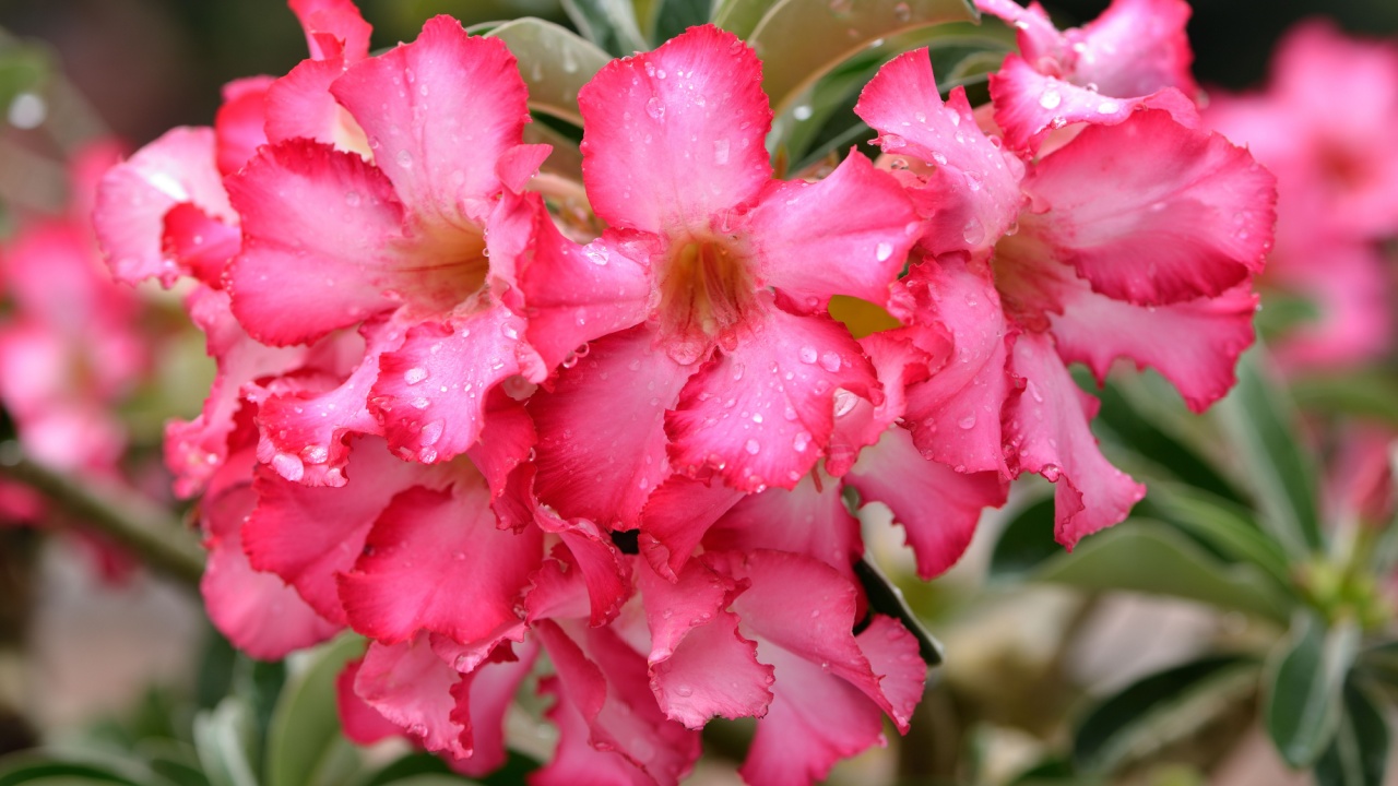 Beautiful Desert rose flower in the garden with blurry green leaf in the background, Mock azalea flowers, Impala lily flower.