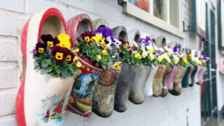 Dutch clogs decoration old footwear with flowers