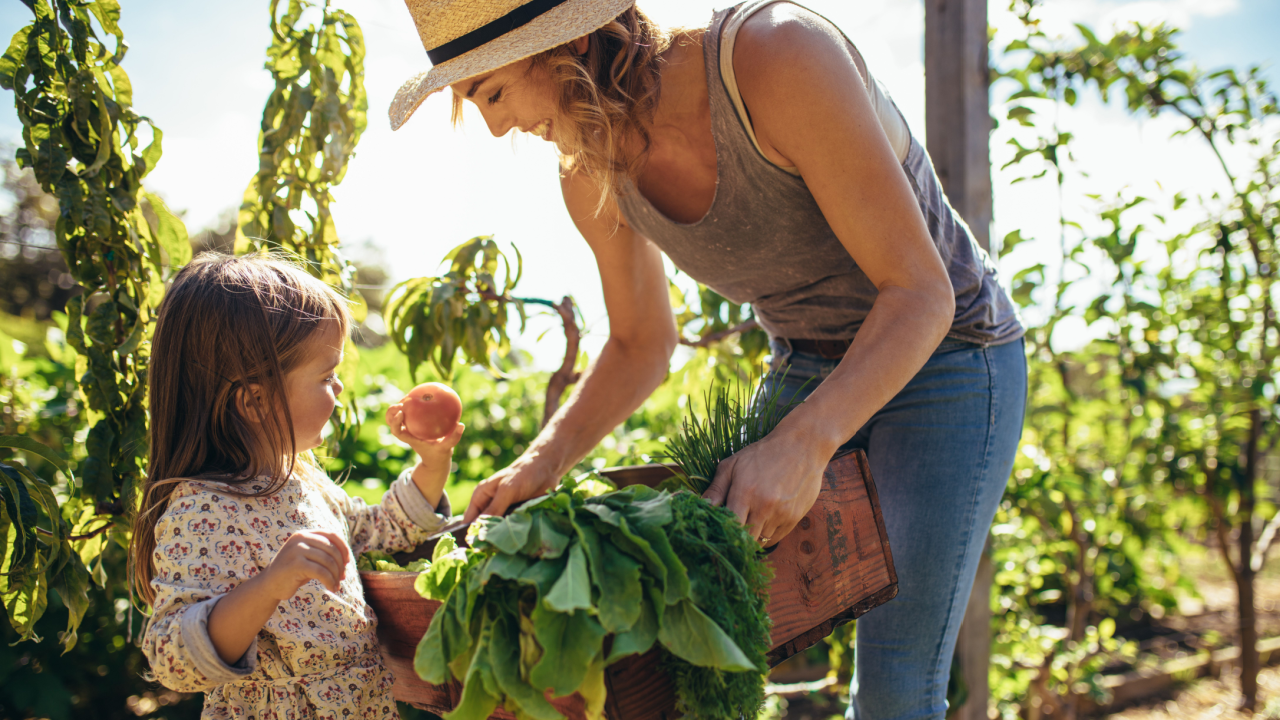 Little girl looking at fresh vegetables in tray of a her mother. Mother and daughter with freshly harvested vegetables in their garden.
