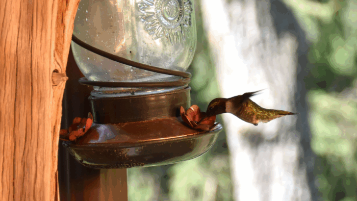 Cute Easy DIY Hummingbird Feeder