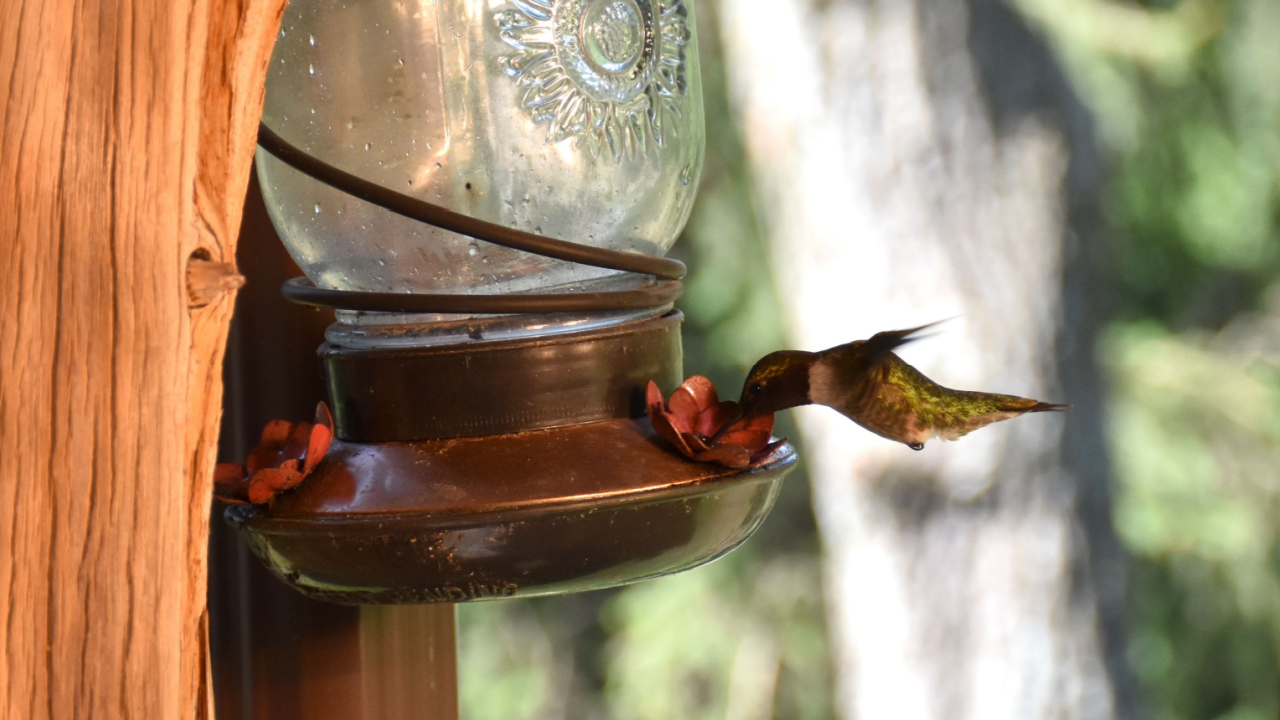 hummingbird feeder