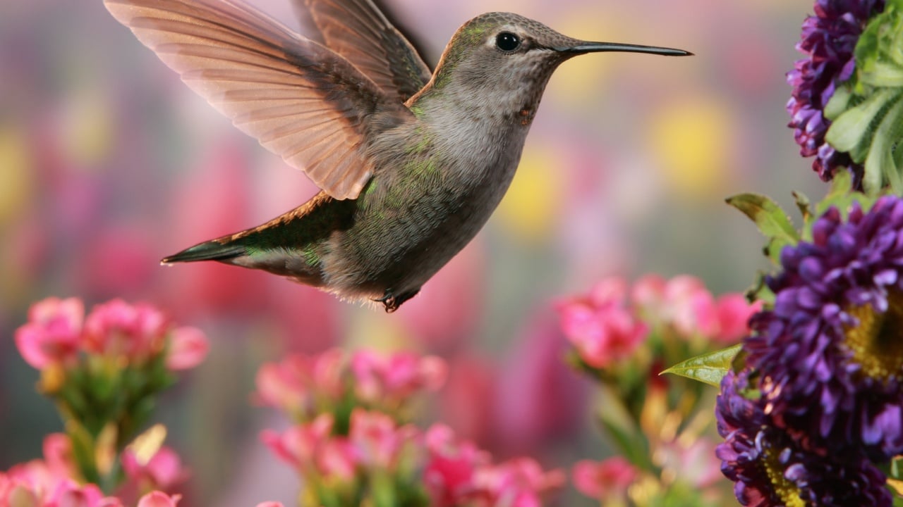Perennials That Attract Birds: Top Picks for a Vibrant Garden