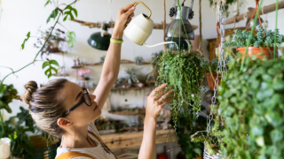 woman watering a string of pearls in her kitchen