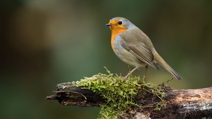 How to Attract Robins Year Round (And Why They Might Be Avoiding Your Yard)