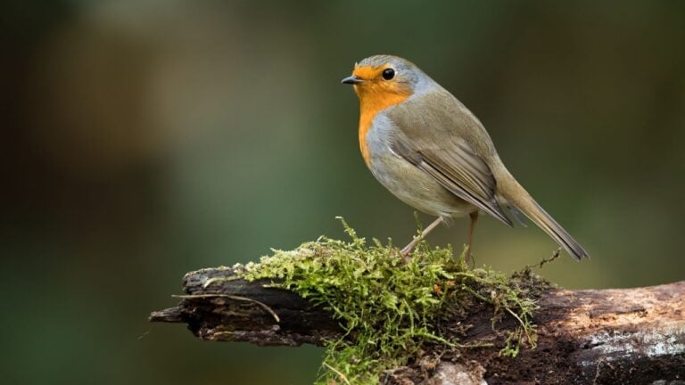 The European Robin (Erithacus rubecula), most commonly known in Anglophone Europe simply as the Robin