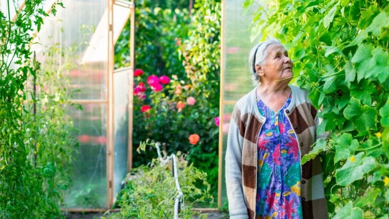 old woman grandma in her greenhouse beautiful garden