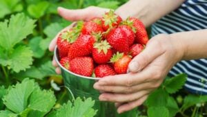 Womans hands are holding a bucket with freshly picked strawberries. Ripe organic strawberries. Harvest concept.