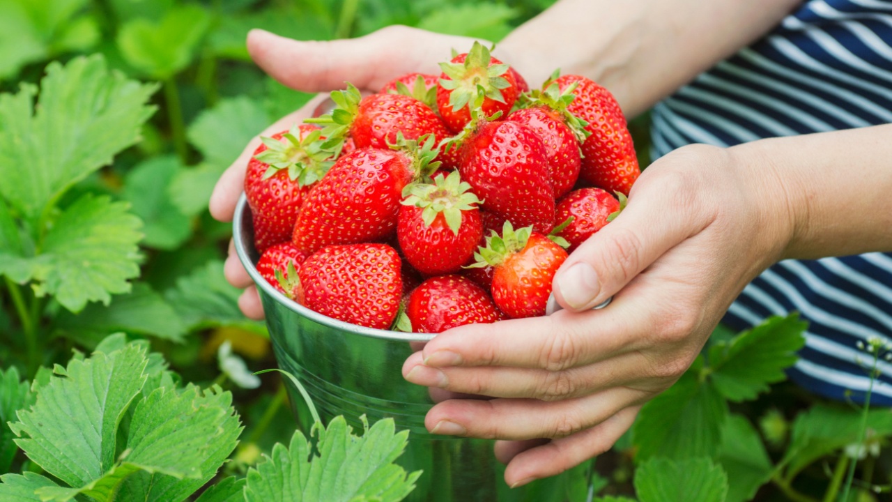 Womans hands are holding a bucket with freshly picked strawberries. Ripe organic strawberries. Harvest concept.
