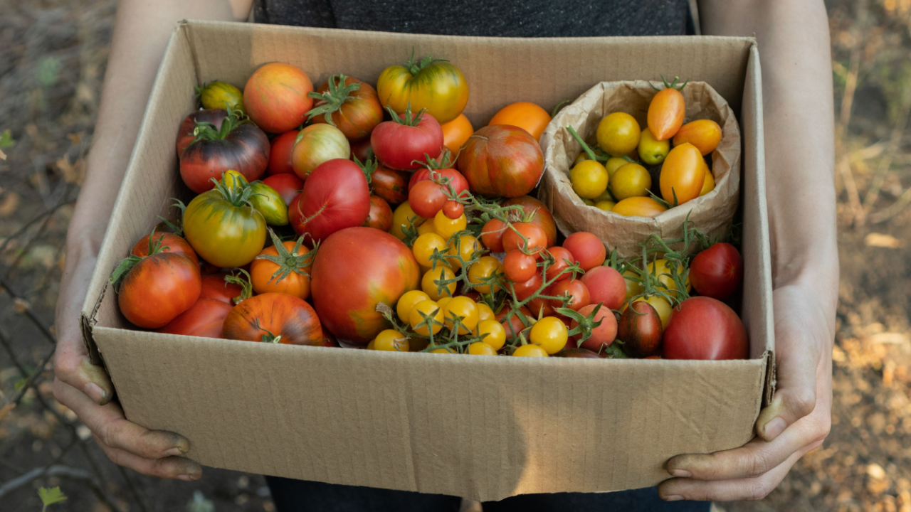 woman holding a box of tomatoes