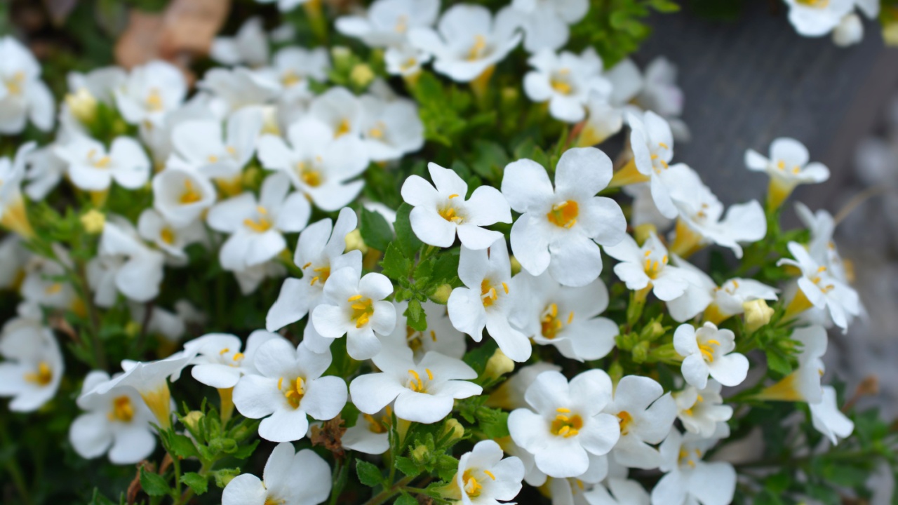 Ornamental bacopa flowers - Latin name - Chaenostoma cordatum