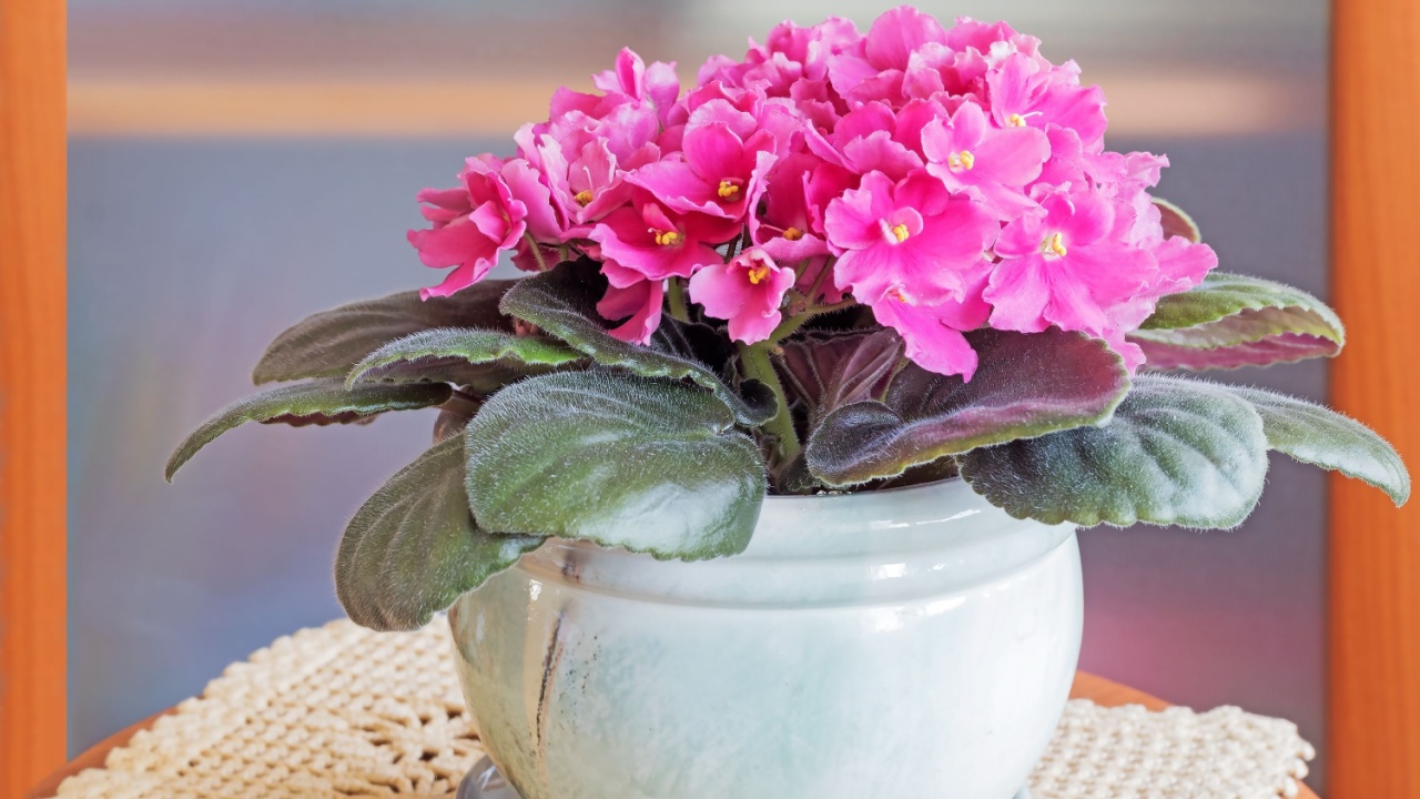 Perennial decorative blooming pink violet in a ceramic pot. african violet