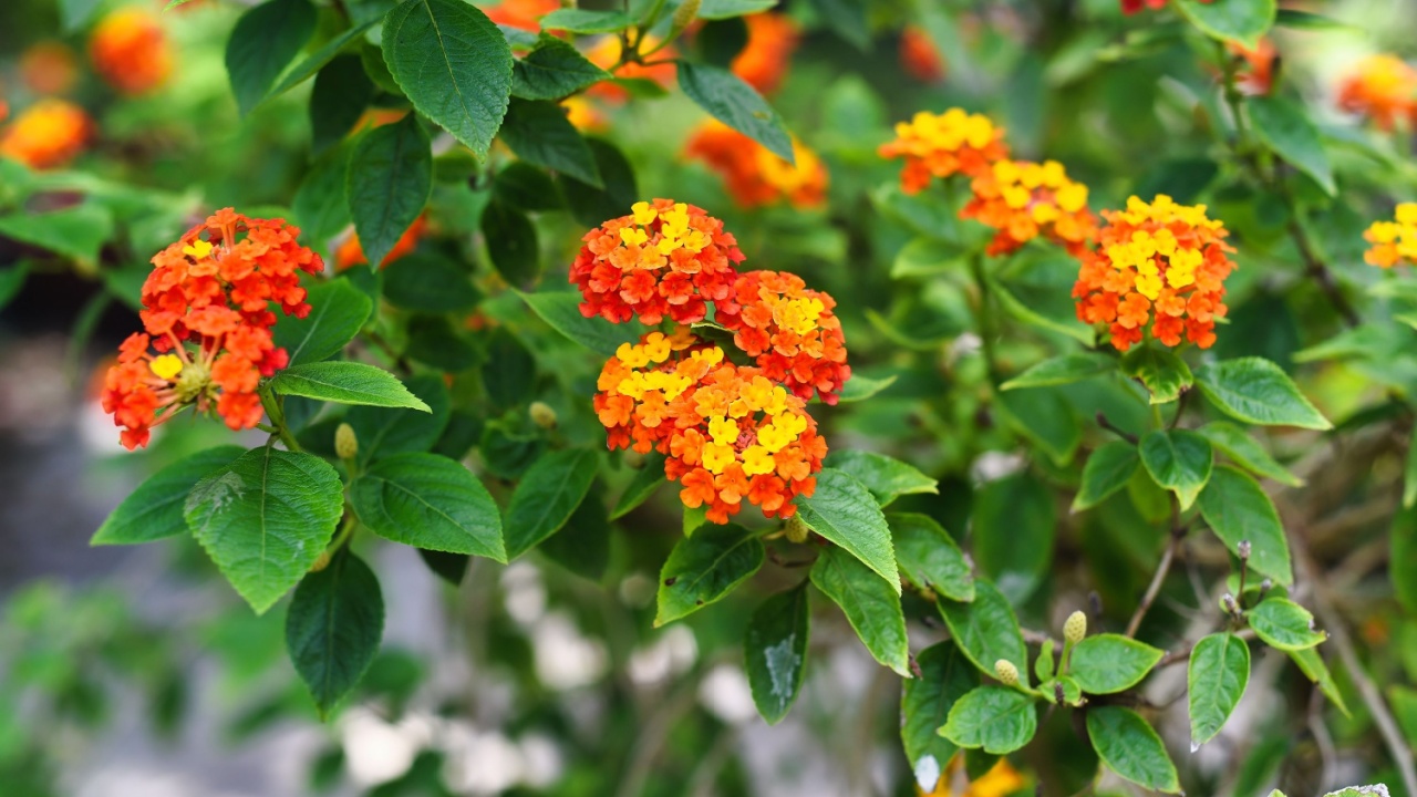 Lantana camara (common lantana) flowers growing in Nha Trang Vietnam