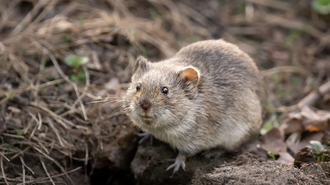 vole