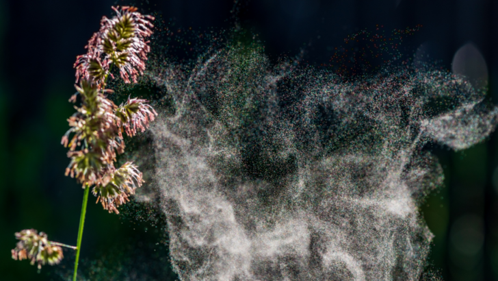 Pollen Season 2025: The Worst Allergy Wave Yet & the 30‑Second Fix You Need