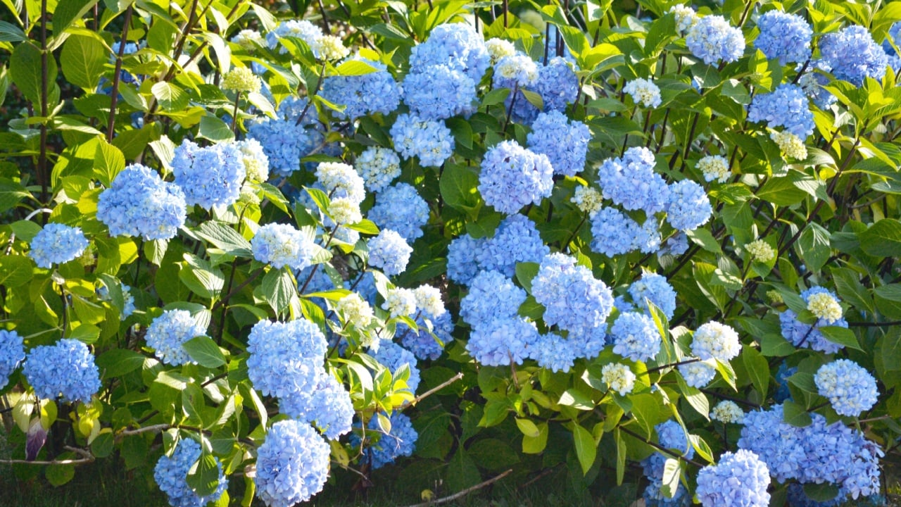 Huge Blue Hydrangea Bush Landscape