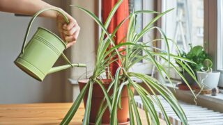 Woman watering Spider plant (Chlorophytum). Housewife taking care of home plants at her home, watering houseplants with a green watering can. Proper care and maintenance of plants.