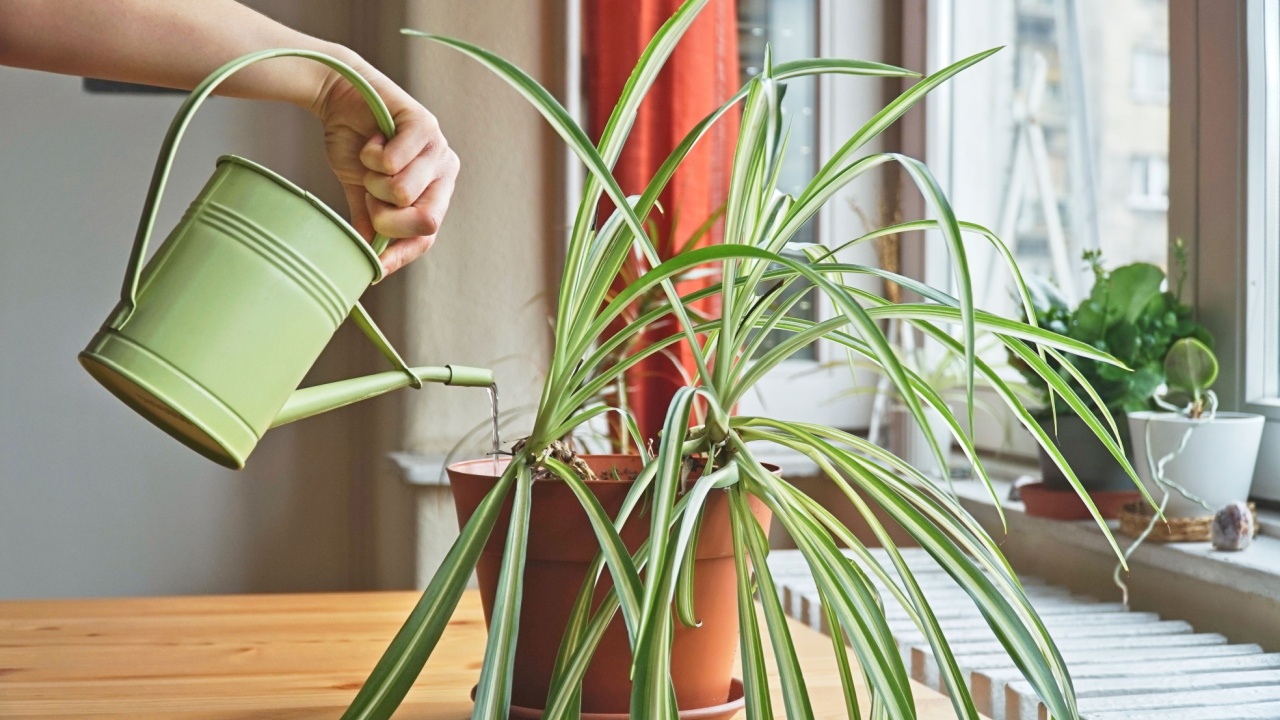 Woman watering Spider plant (Chlorophytum). Housewife taking care of home plants at her home, watering houseplants with a green watering can. Proper care and maintenance of plants.