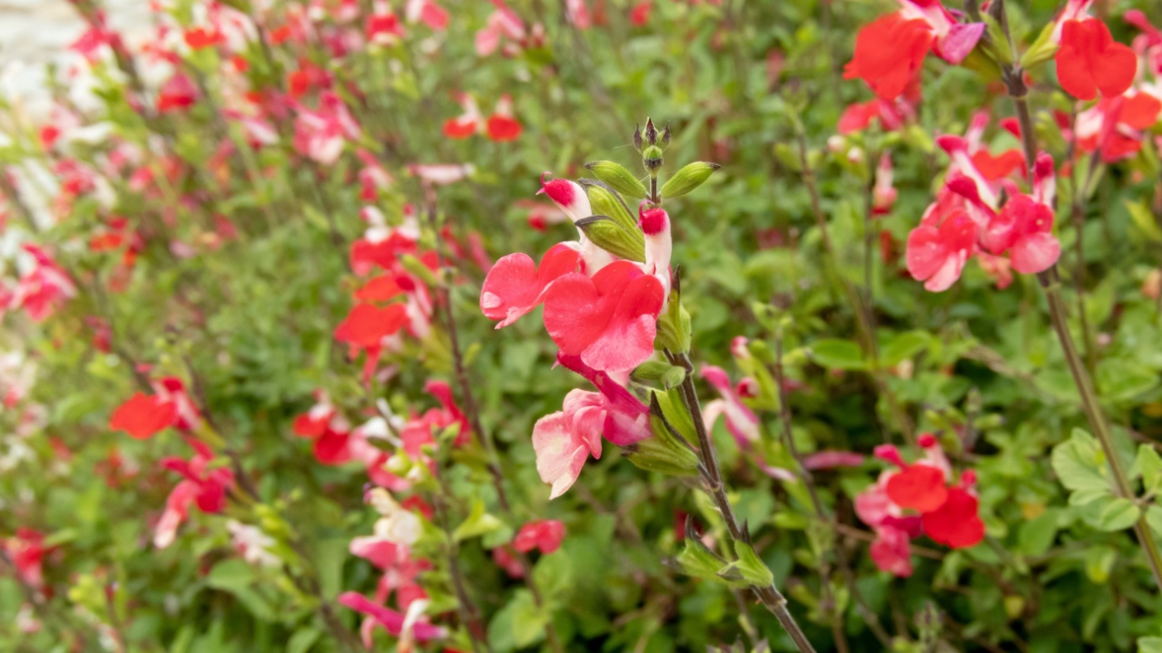 Autumn sage with coral red flowers. Salvia greggii flowering herbaceous perennial ornamental plant.