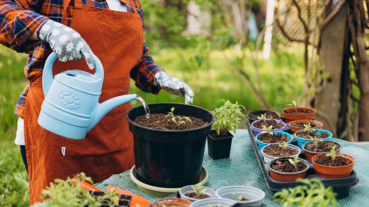 Happy 30s woman gardener in gloves waters pot with organic tomato vegetables. Gardener woman in apron and protective gloves plants tomato seedlings in a big pot. Planting and gardening concept.