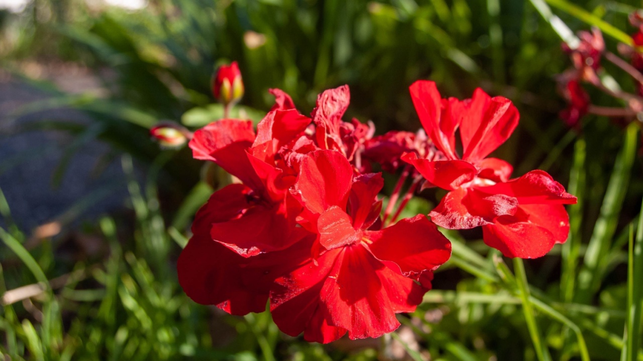 A closeup of red Ivy geranium flower in a garden