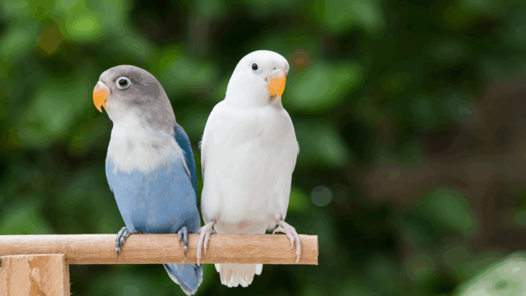 Blue and white lovebird standing on the perch on blurred garden background