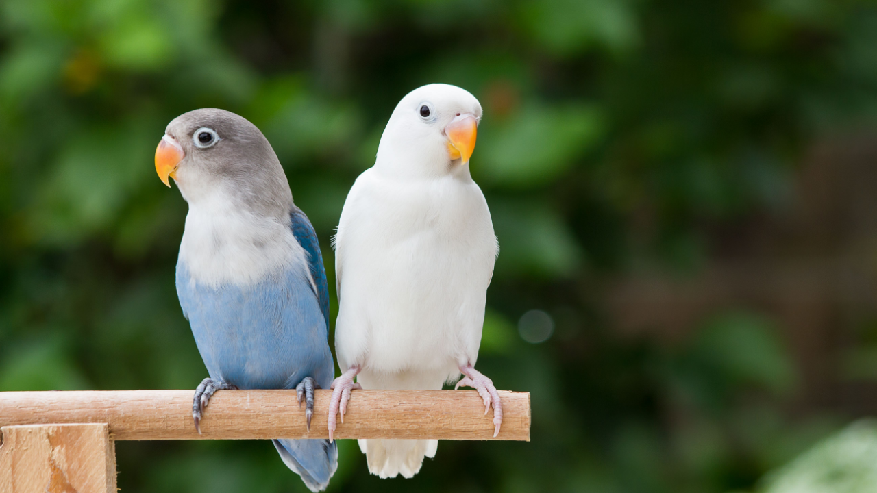 A closer look at Waterproof Exterior Bird Cage With Spacious Area