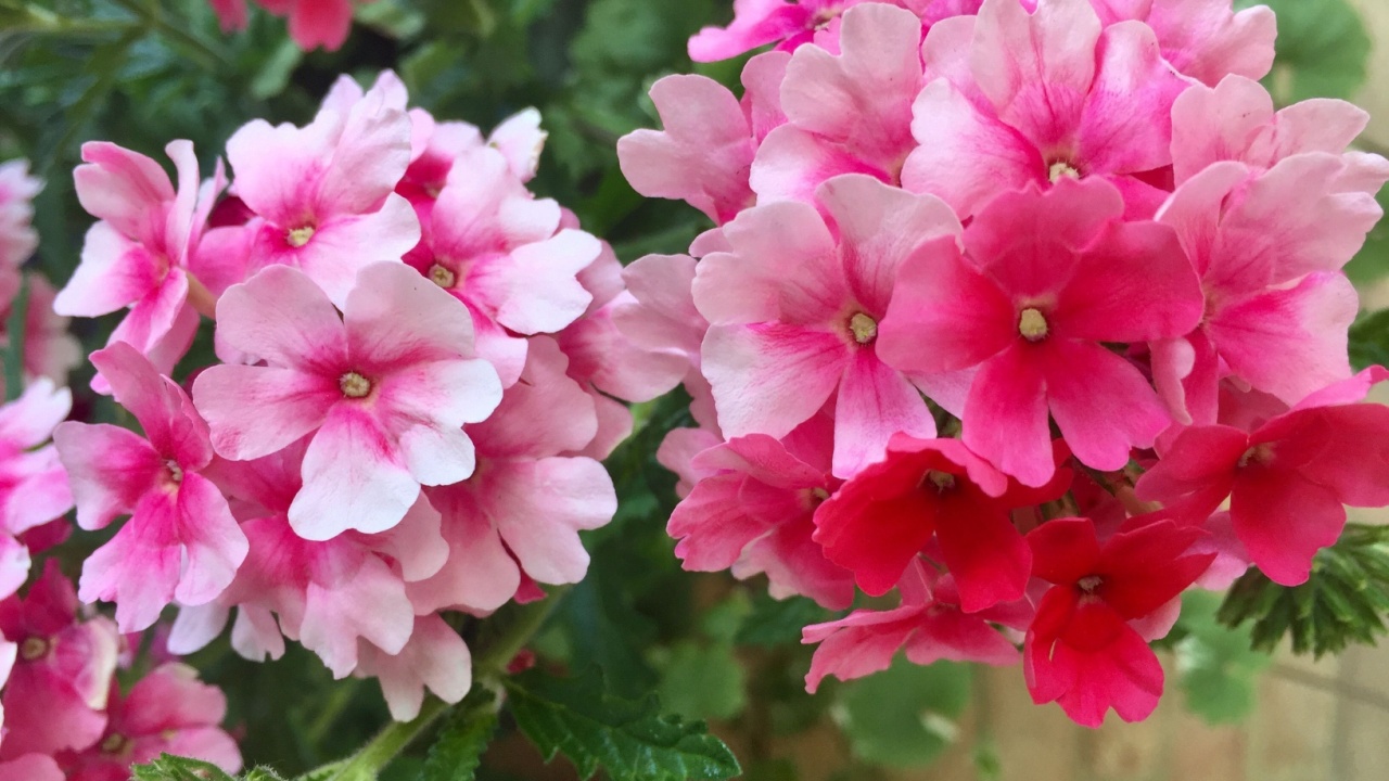 Trailing pink Verbena