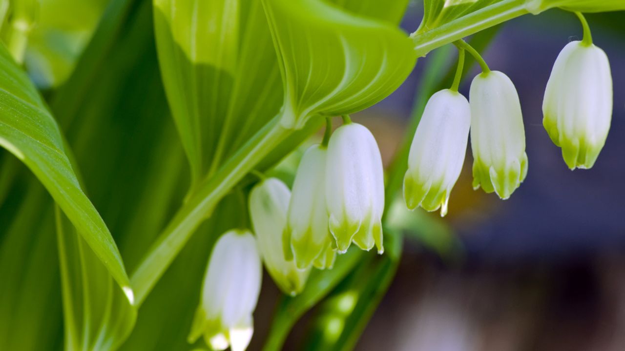 Solomon's Seal flowers in selective focus