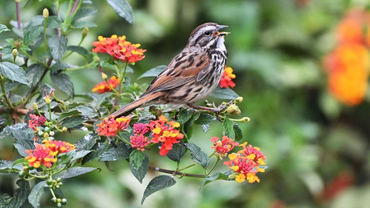 Song sparrow singing while perched on lantana flowers