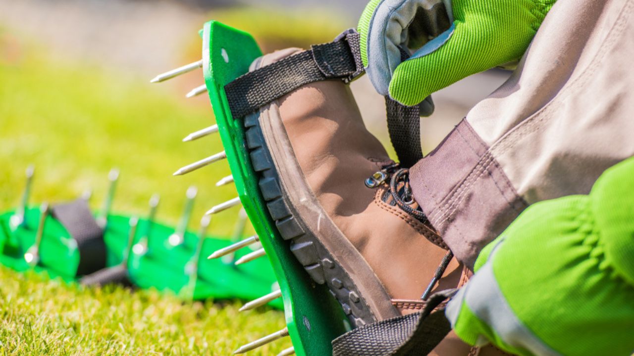 Spiked Aerator Shoes. Men Aerating His Lawn Strapping on These Spiked Shoes and Taking a Stroll Across His Yard. Grass Field Aeration