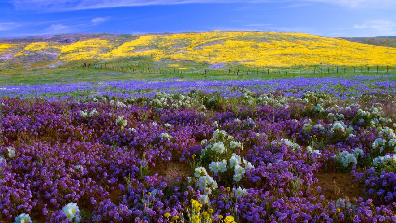 Spring wildflower season on the Carrizo Plain California