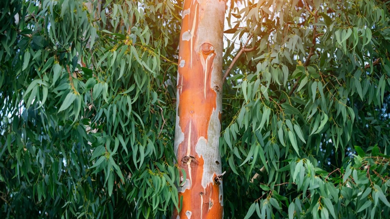 The eucalyptus tree is one of the most famous endemics of Australia. The red trunk and leaves contain various chemicals used in medicine.