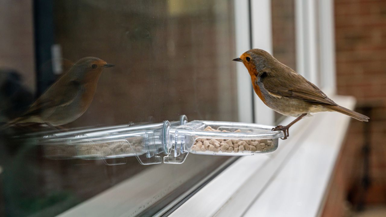 Town wildlife as a robin eats from a window suet feeder